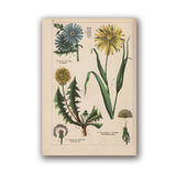 Coleção botânica vintage