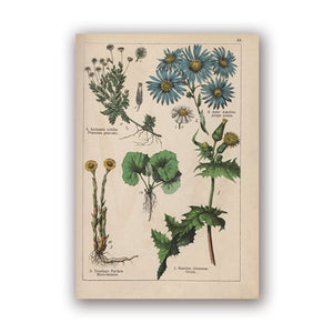 Coleção botânica vintage