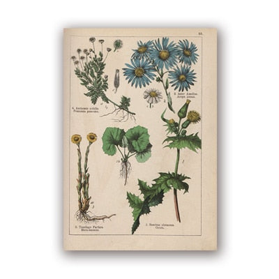 Coleção botânica vintage