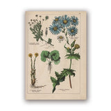 Coleção botânica vintage