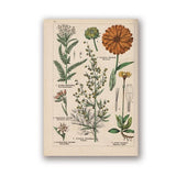 Coleção botânica vintage