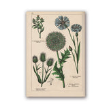 Coleção botânica vintage