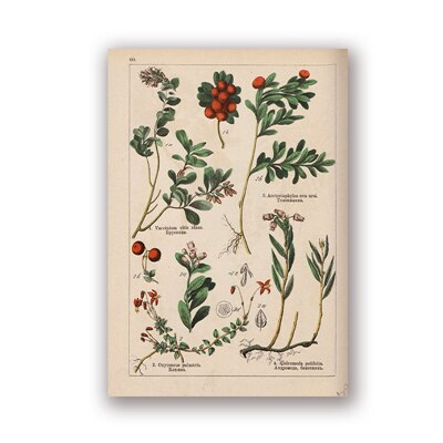 Coleção botânica vintage