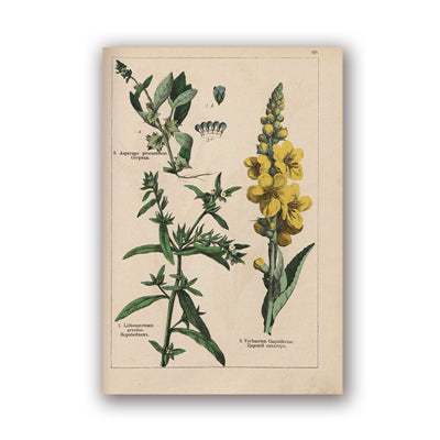 Coleção botânica vintage