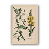 Coleção botânica vintage