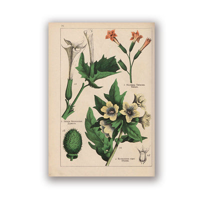 Coleção botânica vintage