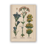 Coleção botânica vintage