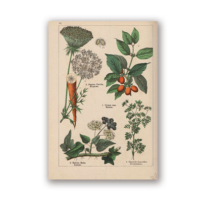 Coleção botânica vintage