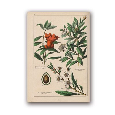 Coleção botânica vintage