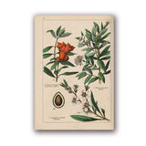 Coleção botânica vintage