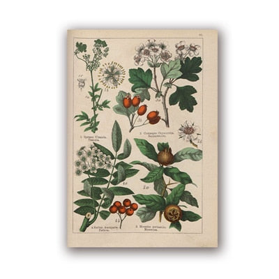 Coleção botânica vintage