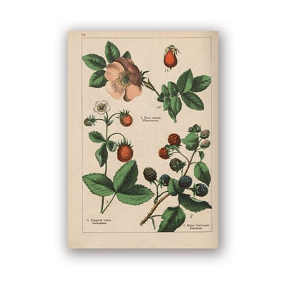 Coleção botânica vintage