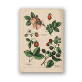 Coleção botânica vintage