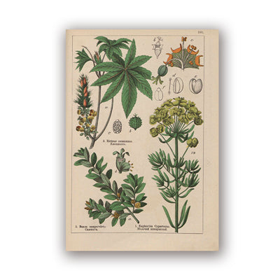 Coleção botânica vintage