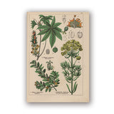 Coleção botânica vintage