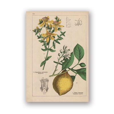 Coleção botânica vintage