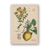 Coleção botânica vintage