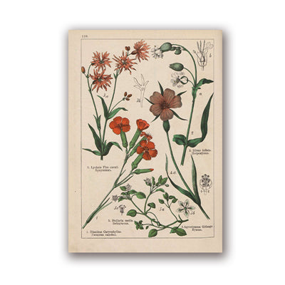 Coleção botânica vintage