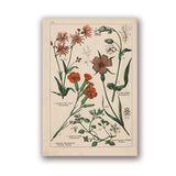 Coleção botânica vintage