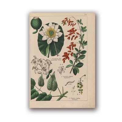 Coleção botânica vintage