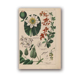 Coleção botânica vintage