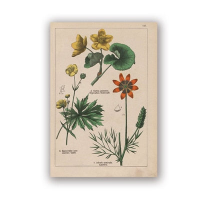 Coleção botânica vintage