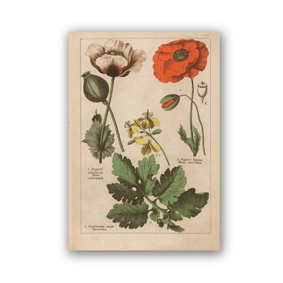 Coleção botânica vintage