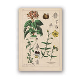 Coleção botânica vintage